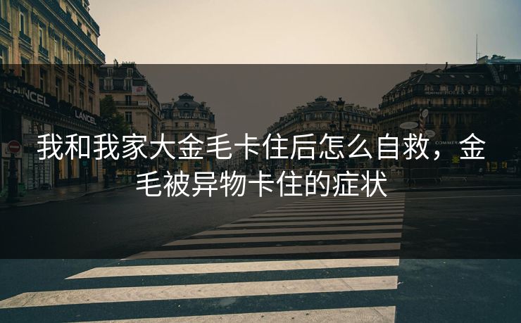 我和我家大金毛卡住后怎么自救，金毛被异物卡住的症状